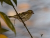 Filename=183_fotowilga~39.JPG
Filesize=222KB
Dimensions=700x525
Date added=Nov 02, 2018 183_fotowilga~39.JPG