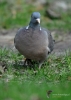 Filename=183_fotowilga~46.JPG
Filesize=274KB
Dimensions=499x700
Date added=Apr 26, 2020 183_fotowilga~46.JPG
