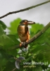 Filename=184_fotowilga~24.JPG
Filesize=71KB
Dimensions=343x480
Date added=Feb 29, 2016 184_fotowilga~24.JPG