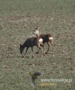 184_fotowilga~27.JPG