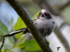 Filename=184_fotowilga~42.JPG
Filesize=233KB
Dimensions=700x525
Date added=Jun 25, 2017 184_fotowilga~42.JPG