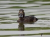 Filename=184_fotowilga~50.JPG
Filesize=238KB
Dimensions=700x525
Date added=Jun 09, 2018 184_fotowilga~50.JPG