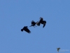 Filename=184_fotowilga~57.JPG
Filesize=202KB
Dimensions=700x525
Date added=May 10, 2020 184_fotowilga~57.JPG