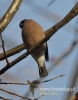 Filename=185_fotowilga~20.JPG
Filesize=73KB
Dimensions=377x480
Date added=Dec 18, 2015 185_fotowilga~20.JPG
