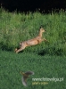 185_fotowilga~24.JPG