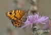 185_fotowilga~28.JPG