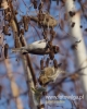 Filename=185_fotowilga~30.JPG
Filesize=67KB
Dimensions=384x480
Date added=Dec 19, 2016 185_fotowilga~30.JPG