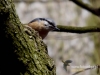 Filename=185_fotowilga~35.JPG
Filesize=82KB
Dimensions=640x480
Date added=Mar 06, 2017 185_fotowilga~35.JPG