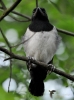 Filename=185_fotowilga~39.JPG
Filesize=269KB
Dimensions=520x700
Date added=Jun 14, 2017 185_fotowilga~39.JPG