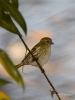 Filename=185_fotowilga~52.JPG
Filesize=219KB
Dimensions=525x700
Date added=Nov 03, 2018 185_fotowilga~52.JPG