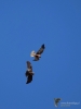 Filename=185_fotowilga~57.JPG
Filesize=202KB
Dimensions=525x700
Date added=May 05, 2019 185_fotowilga~57.JPG