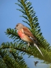 Filename=185_fotowilga~59.JPG
Filesize=332KB
Dimensions=525x700
Date added=Jul 14, 2019 185_fotowilga~59.JPG