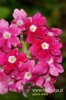 Filename=186_fotowilga~0.JPG
Filesize=102KB
Dimensions=360x540
Date added=Sep 12, 2012 186_fotowilga~0.JPG