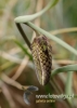 Filename=186_fotowilga~22.JPG
Filesize=60KB
Dimensions=343x480
Date added=Apr 24, 2016 186_fotowilga~22.JPG