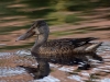 Filename=186_fotowilga~46.JPG
Filesize=322KB
Dimensions=700x525
Date added=Nov 06, 2018 186_fotowilga~46.JPG