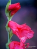 Filename=186_fotowilga~54.JPG
Filesize=223KB
Dimensions=525x700
Date added=Nov 24, 2019 186_fotowilga~54.JPG
