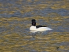 Filename=186_fotowilga~57.JPG
Filesize=339KB
Dimensions=700x525
Date added=Mar 03, 2020 186_fotowilga~57.JPG