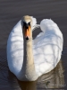 Filename=186_fotowilga~58.JPG
Filesize=245KB
Dimensions=525x700
Date added=Mar 11, 2020 186_fotowilga~58.JPG