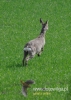 187_fotowilga~21.JPG
