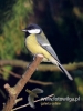 Filename=187_fotowilga~27.JPG
Filesize=55KB
Dimensions=360x480
Date added=May 08, 2017 187_fotowilga~27.JPG