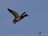 Filename=187_fotowilga~35.JPG
Filesize=161KB
Dimensions=700x525
Date added=Feb 08, 2018 187_fotowilga~35.JPG