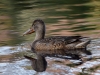 Filename=187_fotowilga~37.JPG
Filesize=318KB
Dimensions=700x525
Date added=Nov 06, 2018 187_fotowilga~37.JPG