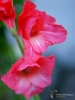 Filename=187_fotowilga~42.JPG
Filesize=218KB
Dimensions=525x700
Date added=Nov 24, 2019 187_fotowilga~42.JPG