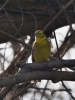 Filename=187_fotowilga~46.JPG
Filesize=236KB
Dimensions=525x700
Date added=Feb 01, 2020 187_fotowilga~46.JPG