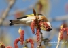 Filename=188_fotowilga~17.JPG
Filesize=93KB
Dimensions=640x457
Date added=Apr 17, 2016 188_fotowilga~17.JPG