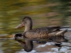Filename=188_fotowilga~40.JPG
Filesize=312KB
Dimensions=700x525
Date added=Nov 06, 2018 188_fotowilga~40.JPG