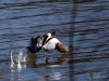 Filename=188_fotowilga~44.JPG
Filesize=297KB
Dimensions=700x525
Date added=May 24, 2019 188_fotowilga~44.JPG