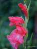 Filename=188_fotowilga~46.JPG
Filesize=215KB
Dimensions=525x700
Date added=Nov 24, 2019 188_fotowilga~46.JPG