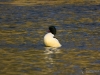 Filename=188_fotowilga~47.JPG
Filesize=323KB
Dimensions=700x525
Date added=Dec 26, 2019 188_fotowilga~47.JPG