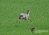 189_fotowilga~22.JPG