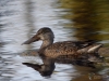 Filename=189_fotowilga~23.JPG
Filesize=289KB
Dimensions=700x525
Date added=Nov 06, 2018 189_fotowilga~23.JPG