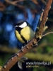 Filename=189_fotowilga~28.JPG
Filesize=60KB
Dimensions=360x480
Date added=Dec 18, 2016 189_fotowilga~28.JPG