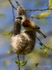 Filename=189_fotowilga~31.JPG
Filesize=242KB
Dimensions=525x700
Date added=Apr 12, 2017 189_fotowilga~31.JPG