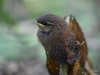 Filename=189_fotowilga~47.JPG
Filesize=231KB
Dimensions=700x525
Date added=Jun 09, 2018 189_fotowilga~47.JPG