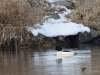 Filename=189_fotowilga~53.JPG
Filesize=296KB
Dimensions=700x525
Date added=Mar 18, 2019 189_fotowilga~53.JPG