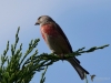 Filename=189_fotowilga~59.JPG
Filesize=251KB
Dimensions=700x525
Date added=Jul 11, 2019 189_fotowilga~59.JPG