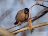 Filename=190_fotowilga~27.JPG
Filesize=72KB
Dimensions=640x480
Date added=Dec 15, 2016 190_fotowilga~27.JPG