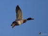 Filename=190_fotowilga~41.JPG
Filesize=171KB
Dimensions=700x525
Date added=Feb 08, 2018 190_fotowilga~41.JPG