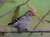 Filename=190_fotowilga~50.JPG
Filesize=245KB
Dimensions=700x525
Date added=Feb 14, 2019 190_fotowilga~50.JPG