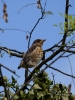Filename=190_fotowilga~52.JPG
Filesize=255KB
Dimensions=525x700
Date added=Mar 22, 2019 190_fotowilga~52.JPG