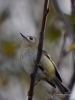 Filename=190_fotowilga~58.JPG
Filesize=233KB
Dimensions=525x700
Date added=Oct 06, 2019 190_fotowilga~58.JPG