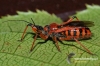 Filename=191_fotowilga~0.JPG
Filesize=139KB
Dimensions=720x480
Date added=Oct 31, 2012 191_fotowilga~0.JPG