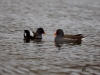 Filename=191_fotowilga~28.JPG
Filesize=227KB
Dimensions=700x525
Date added=May 10, 2019 191_fotowilga~28.JPG