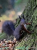 191_fotowilga~40.JPG