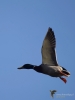 Filename=191_fotowilga~41.JPG
Filesize=159KB
Dimensions=525x700
Date added=Jan 30, 2018 191_fotowilga~41.JPG