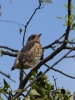 Filename=191_fotowilga~45.JPG
Filesize=241KB
Dimensions=525x700
Date added=Jan 07, 2019 191_fotowilga~45.JPG